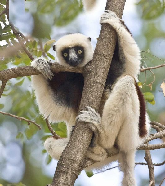 Madagascar Sifaka lemur perched in tree